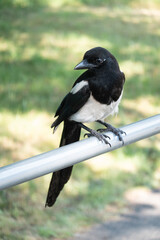 Magpie