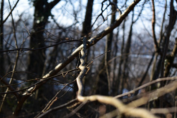 tree branches in winter