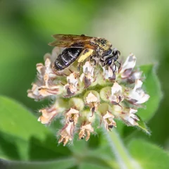 Fotobehang Bee on a flower - Abeille sur une fleur © Bernard