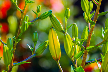 Green flower buds on a colorful blurred background. Shallow focus