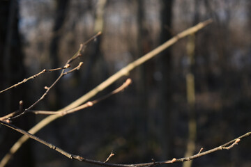 tree branches in winter