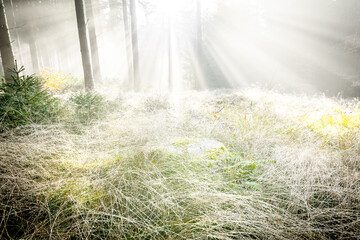 sun and fog in the forest