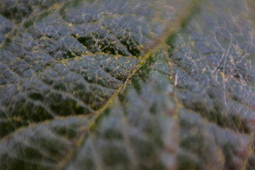 leaf