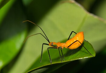 Milkweed assassin bug nymph hunting for small insects in plant foliage at night. Classified as true bugs in the hemiptera order, they are found throughout the Americas and West Indies.