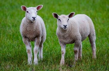 Naklejka na ściany i meble lambs in field