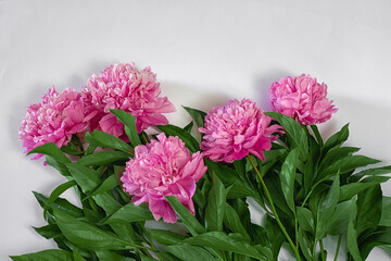 bouquet of five pink peonies