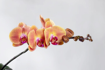 red and yellow orchid on the white background