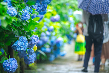 雨に濡れたアジサイ(柔らか・ふんわりイメージ)