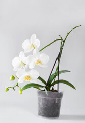white orchid in a pot on the white background