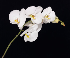 Plakat white orchid stem isolated on black