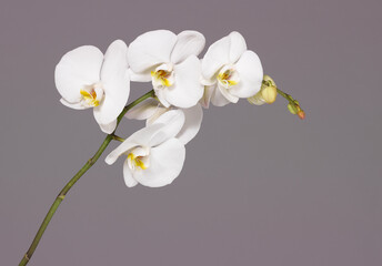white orchid stem isolated on grey