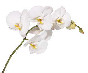 white orchid stem isolated on white