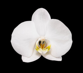 Fototapeta na wymiar single orchid flower isolated on black 