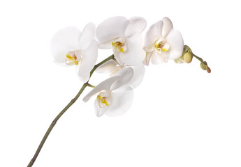 Naklejka na ściany i meble white orchid stem isolated on white