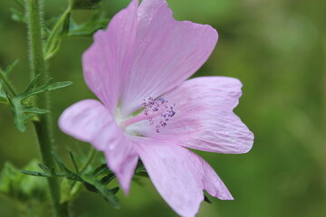 Obraz premium Fleur