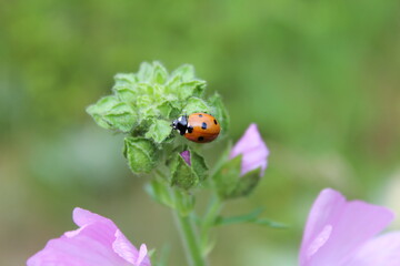 Fototapeta premium Coccinelle