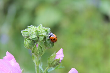 Fototapeta premium Coccinelle