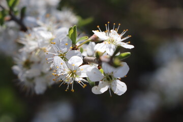 white blooming tree branches