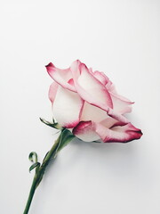 single pink rose