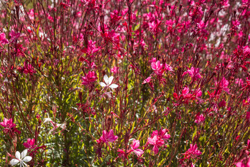 kwiaty łąka przyroda zieleń  lato