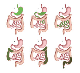 Human digestive system. Digestive process