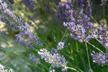 Naklejka premium kwiat lavende roślina fiolet zieleń