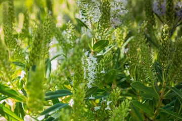 tło liście  zieleń przyroda roślina