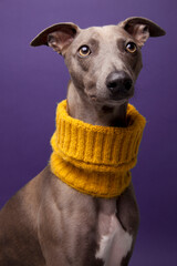 portrait of a Whippet dog with a yellow neck tunnel
