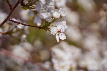 pear blossoms on a blurred natural background