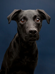 black whipador - whippet lab mix on a navy background