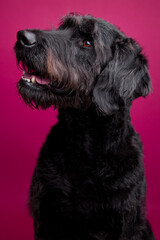 The Labradoodle-Labrador Poodle Mix sitting on a red background