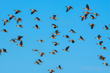 a flock of geese Anser albifrons