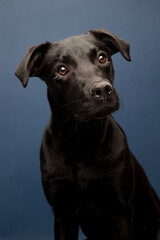 black whipador - whippet lab mix on a navy background