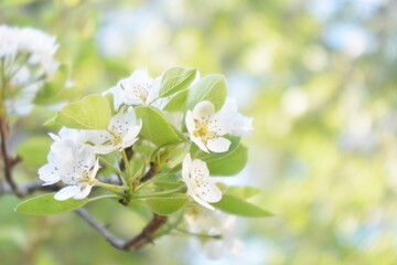 weiße Apfelblüten