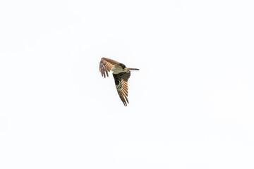 Osprey in flight