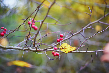 Red ripe crabapples on tree