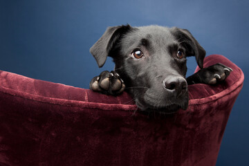 black whipador whippet lab mix sitting on a maroon velour armchair