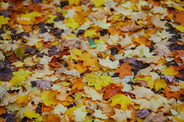 fallen autumn leaves on the ground