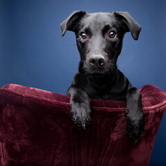 black whipador whippet lab mix sitting on a maroon velour armchair
