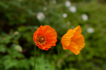 Fototapeta premium poppy flower in the field