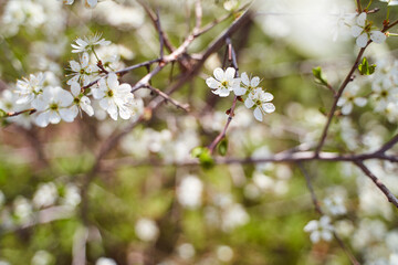 cherry blossoms on a blurred natural background
