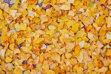 Bright Ginkgo biloba yellow autumn leaves