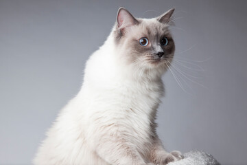 Ragdoll cat on grey background
