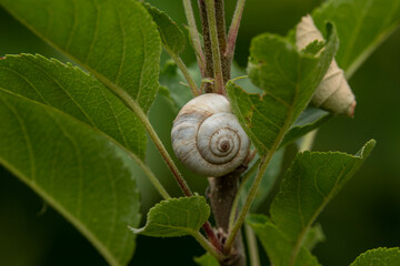 Crop pests on a tree (slow crawling of snail)