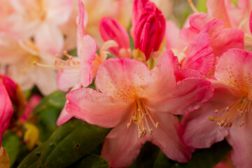 rhododendron
