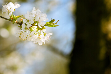 Beautiful cherry blossom sakura in spring time