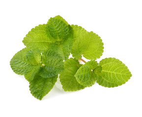 growing fresh green mint. close-up background