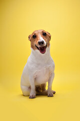 sitting jack russell terrier with sticking out tongue on an yellow background