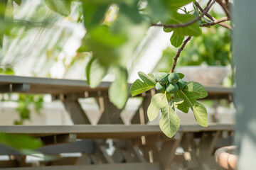 Green fig fruits on a fig tree branch in the greenhouse
