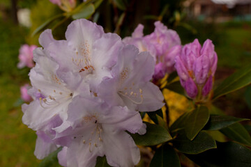 rhododendron